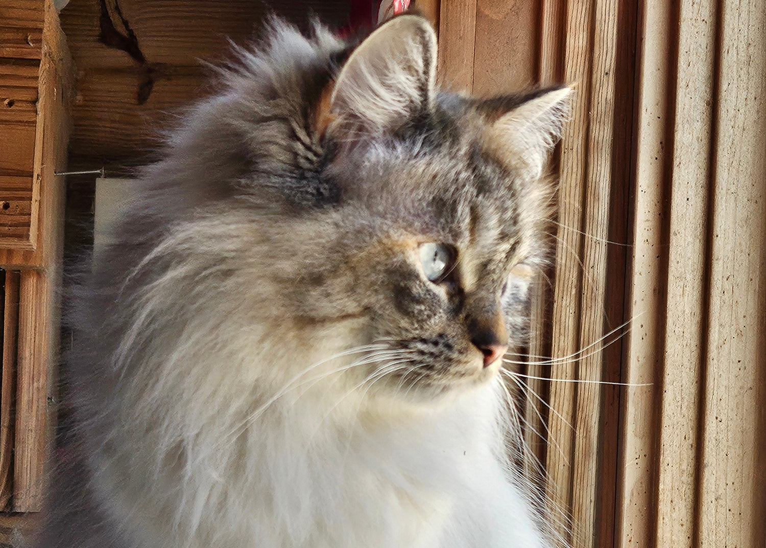 Long-haired cat peeking out from behind wooden slats
