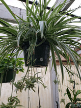 Load image into Gallery viewer, Spider Plant - 10&quot; hanging basket
