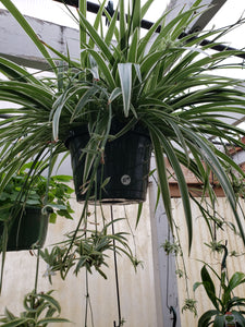 Spider Plant - 10" hanging basket
