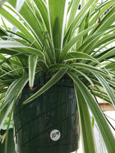 Load image into Gallery viewer, Spider Plant - 10&quot; hanging basket
